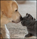 the friendship