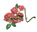 ragia