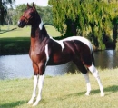 Mustang Horse