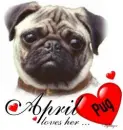 Loves Her Pug - April