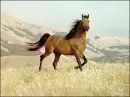 Brown Horse