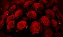 Red Roses
