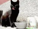 cats