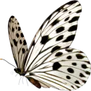 Butterfly fly away