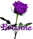 purple rose brianne