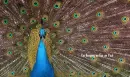 keeping an eye on you peacock