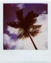 palm tree