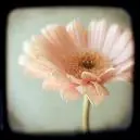 pink peach flower