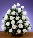 rosas