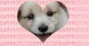 cute puppys