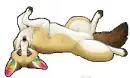 Summer Fox