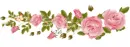 Roses ( left )