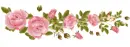 Roses ( right )