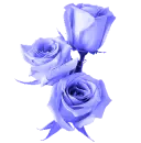 Lavender Roses