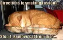 lol cat