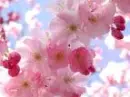 cherry blossem