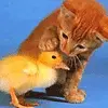 Sweet kitten w/ chicken