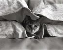 A cat