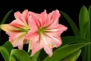 Flowers.