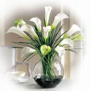 White calla lily's