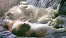 cats