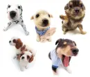 dog background