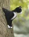 kitty