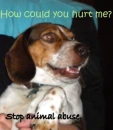 Stop animal abuse...