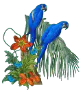 Parrots