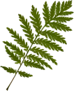 Leaf