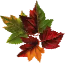 Leaf