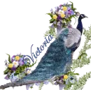 VICTORIA'S BLUE PEACOCK