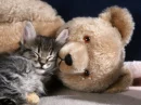 Adorable