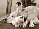 FRIENDS