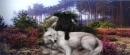 wolfy;)
