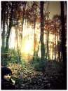 Forest Scene