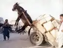 a donkey flying......
