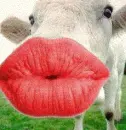 Cow Kiss