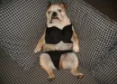 cute doggie
