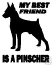 Miniature pinscher- Dog