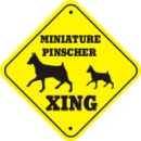 min pin dog