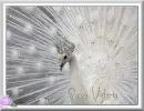 Queen Victoria white peacock