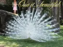ouuu it is beautiful