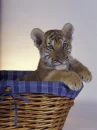 Baby tiger.