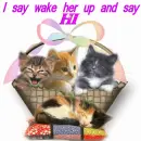 MISCHIEVEVOUS KITTIES SAY HI.  