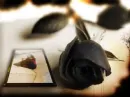 Black Rose