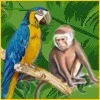 Jungle