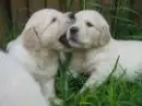 little dog