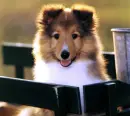 collie