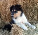 collie